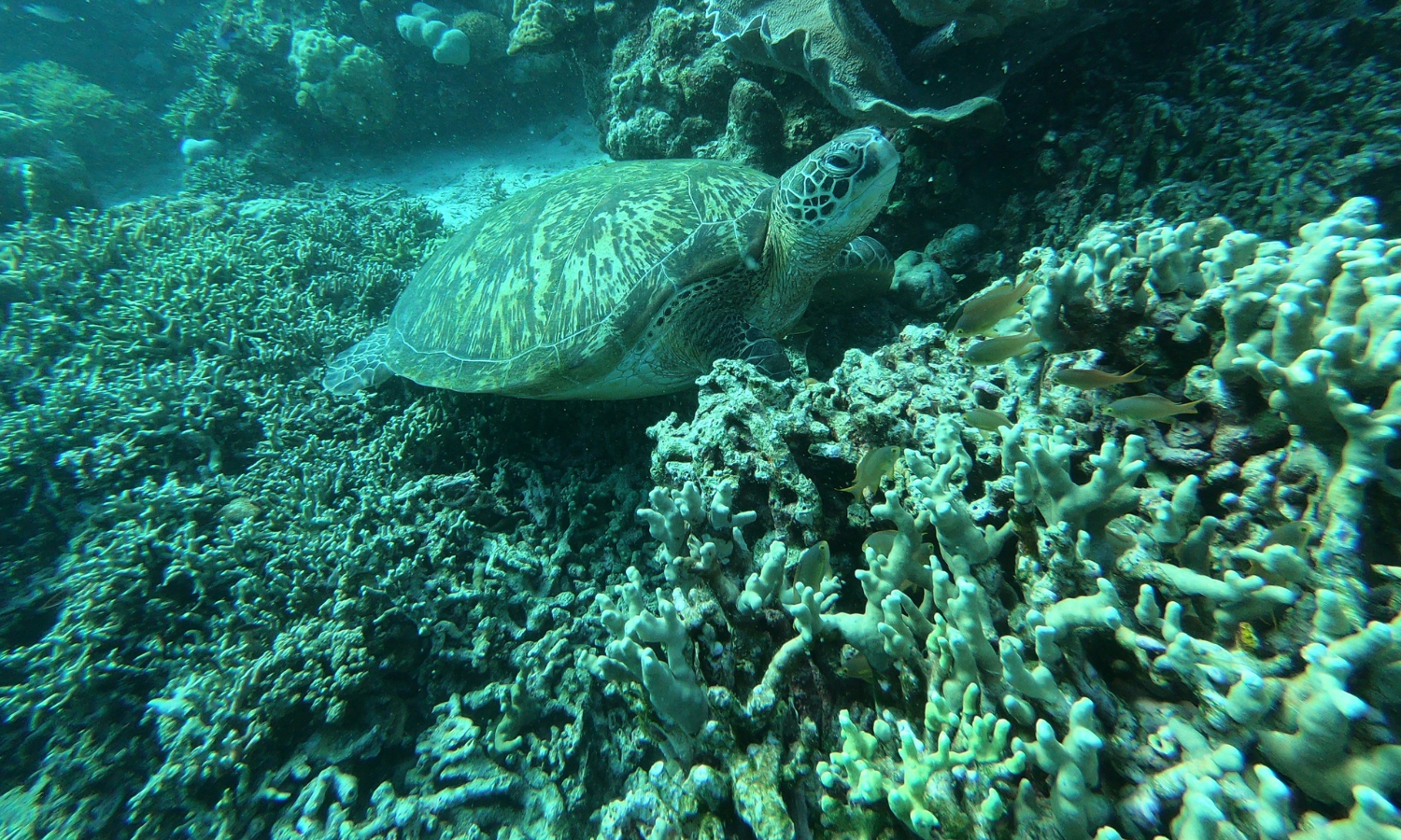 Turtle Watching in Moalboal