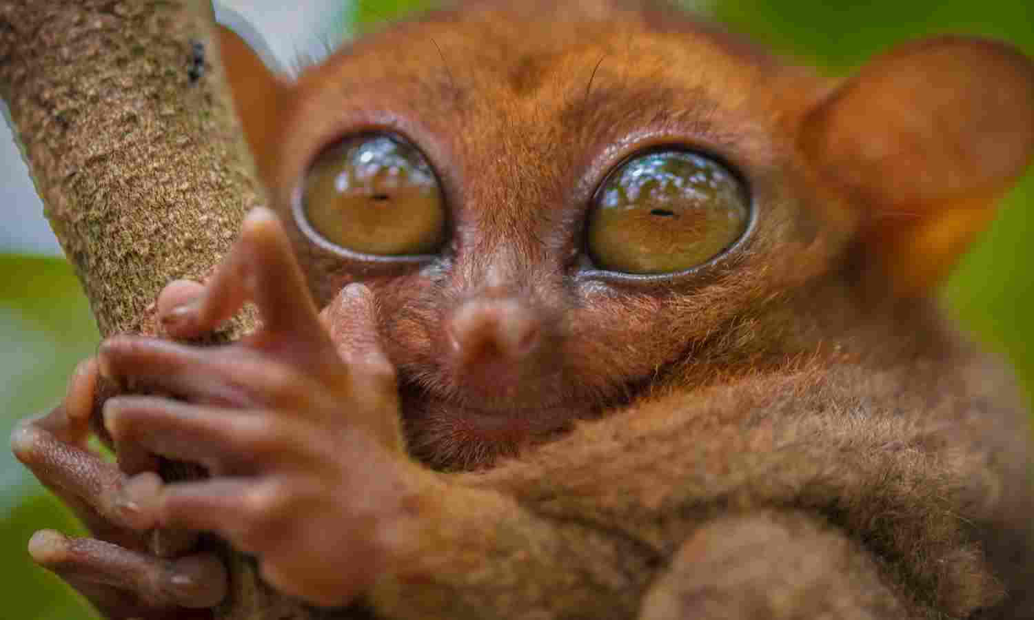 tarsier